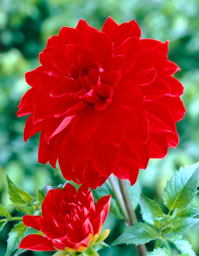 dahlia 'Barbarossa'