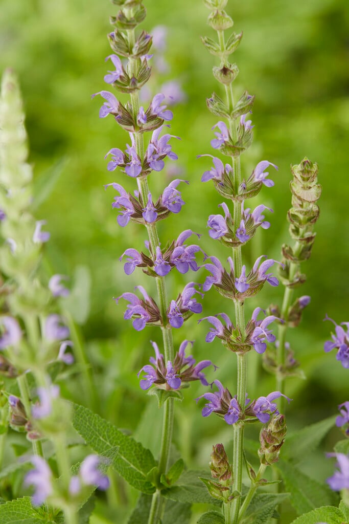 Balkan clary 'Ostfriesland'