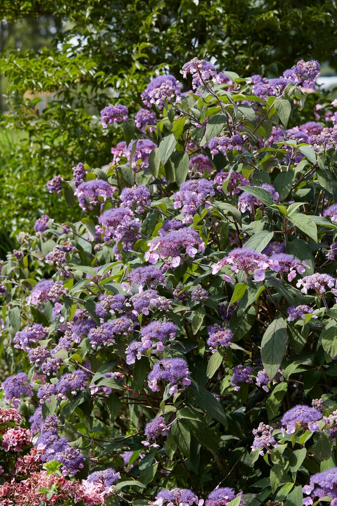 hydrangea 'Anthony Bullivant'
