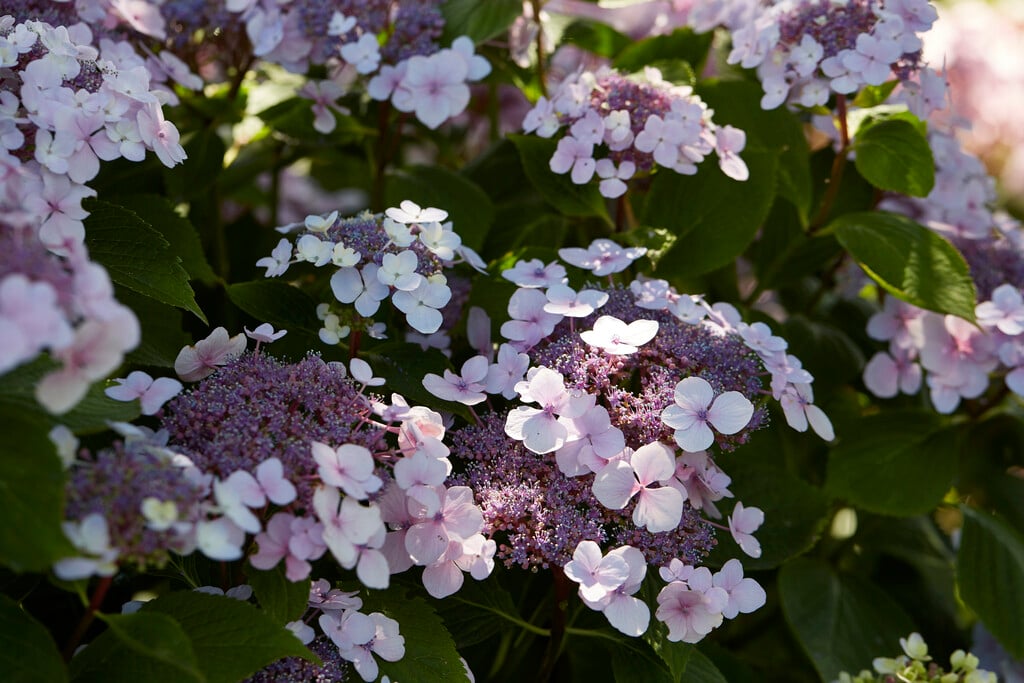 <i>Hydrangea</i> <i>macrophylla</i> 'Ave Maria' (H)