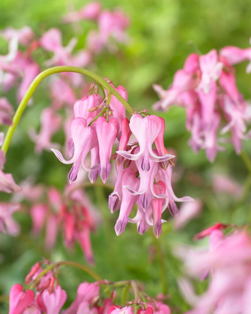 <em>Dicentra</em> 'Amore Pink' (Amore Series)