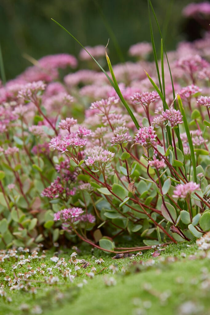 pink Mongolian stonecrop