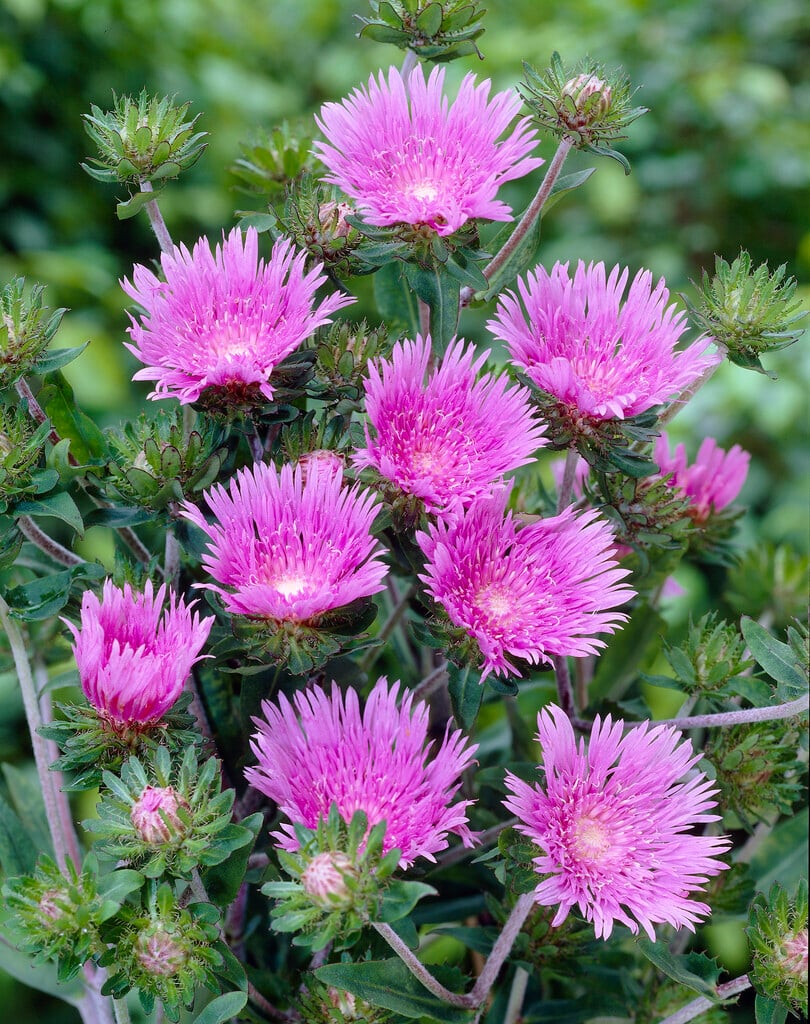 Stokes' aster