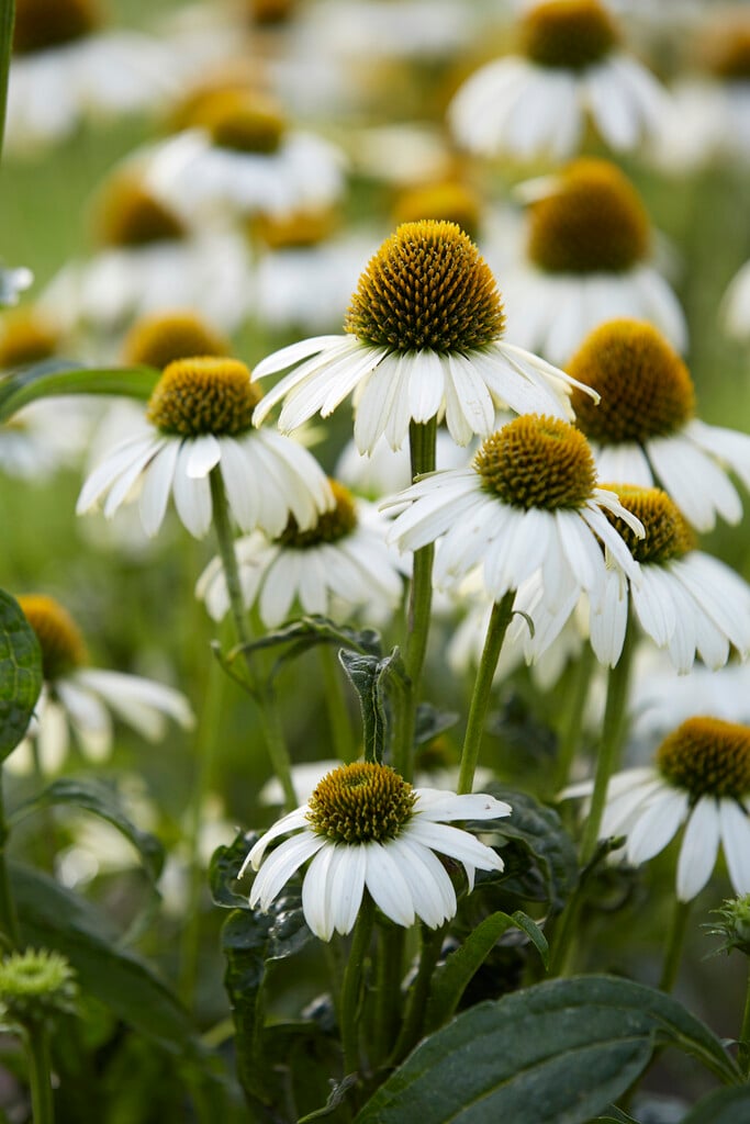 purple coneflower 'Alaska'
