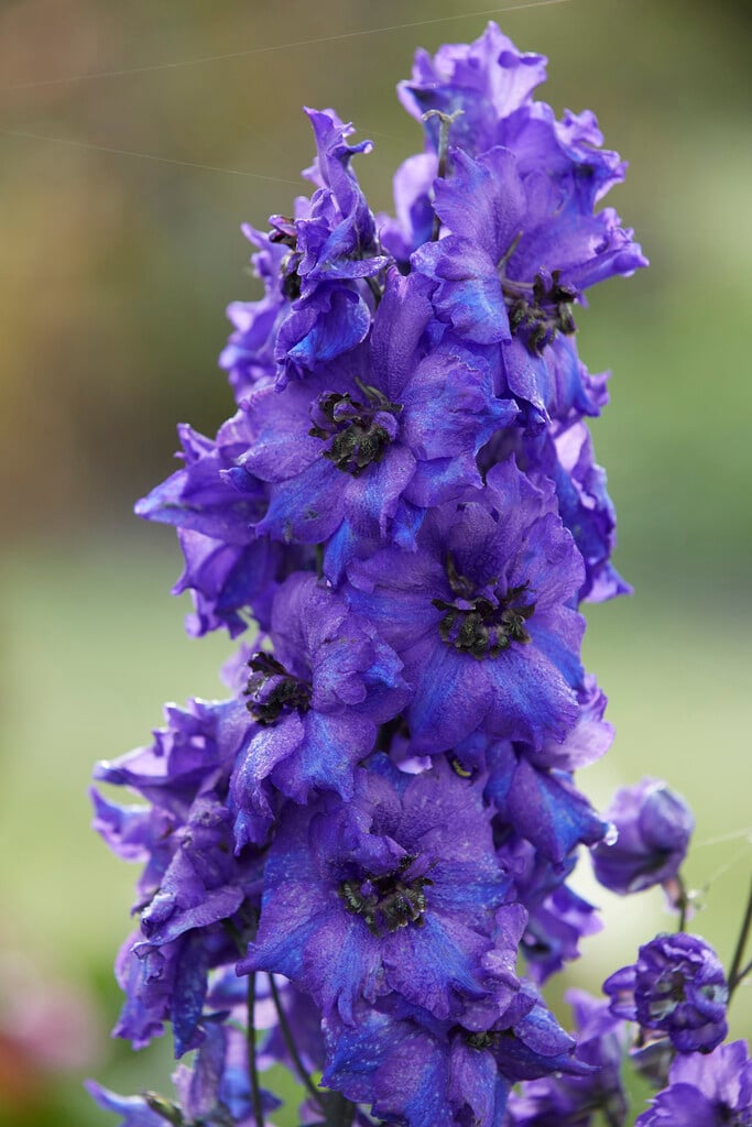 delphinium 'Secret'