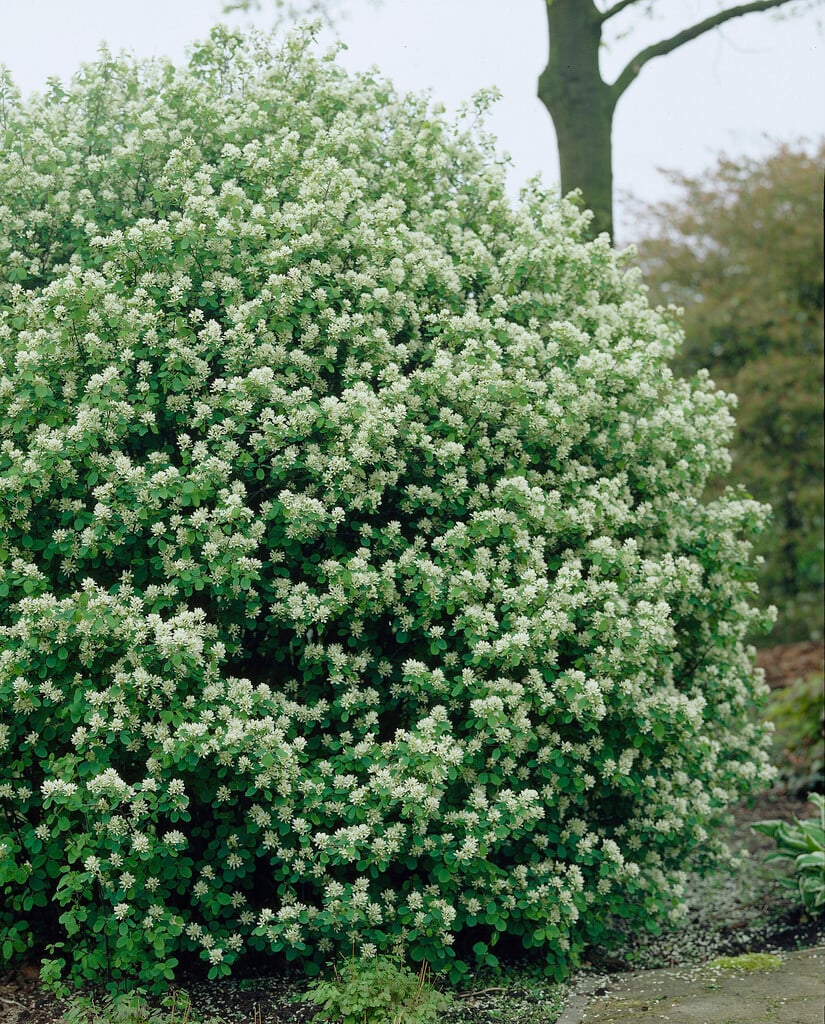 snowy mespilus 'Helvetia'