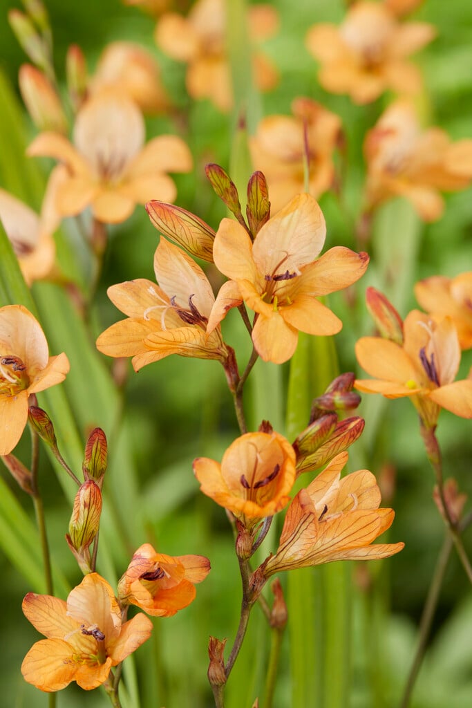 <i>Tritonia</i> <i>laxifolia</i>