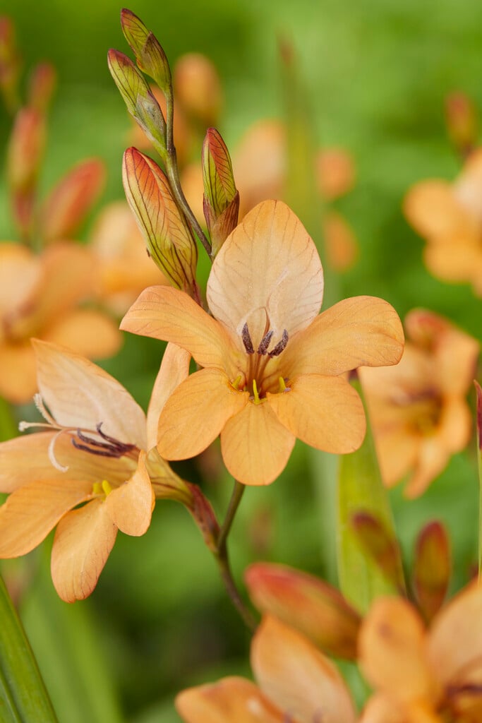 <i>Tritonia</i> <i>laxifolia</i>