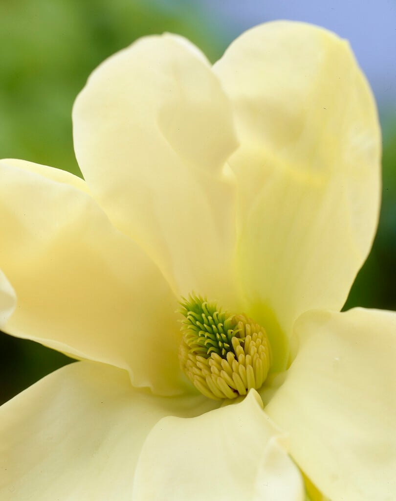yulan [Yellow River]