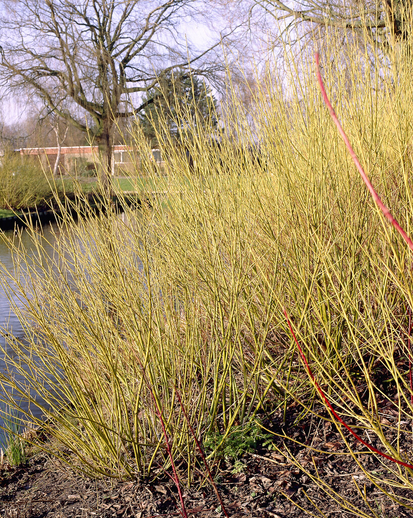 golden-twig dogwood