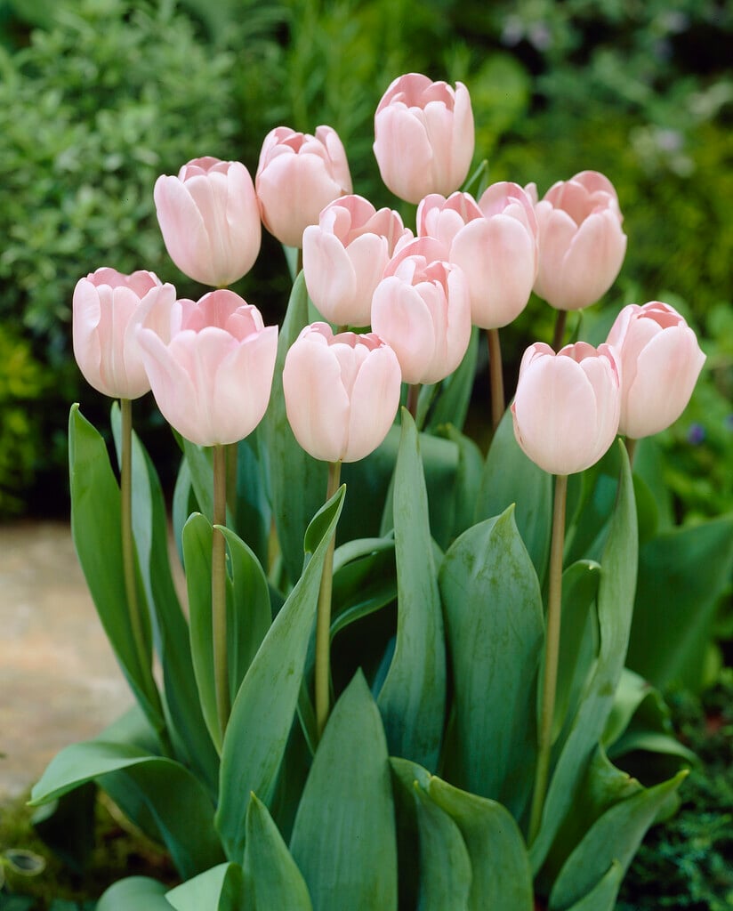 tulip 'Douglas Bader'