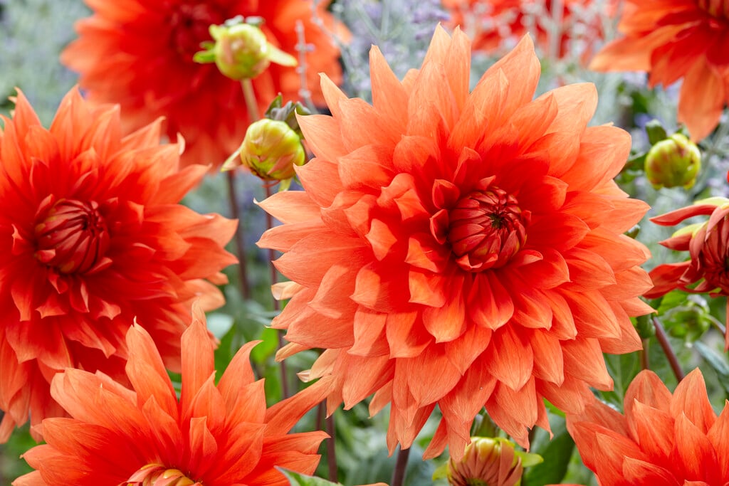dahlia 'Mrs Eileen'