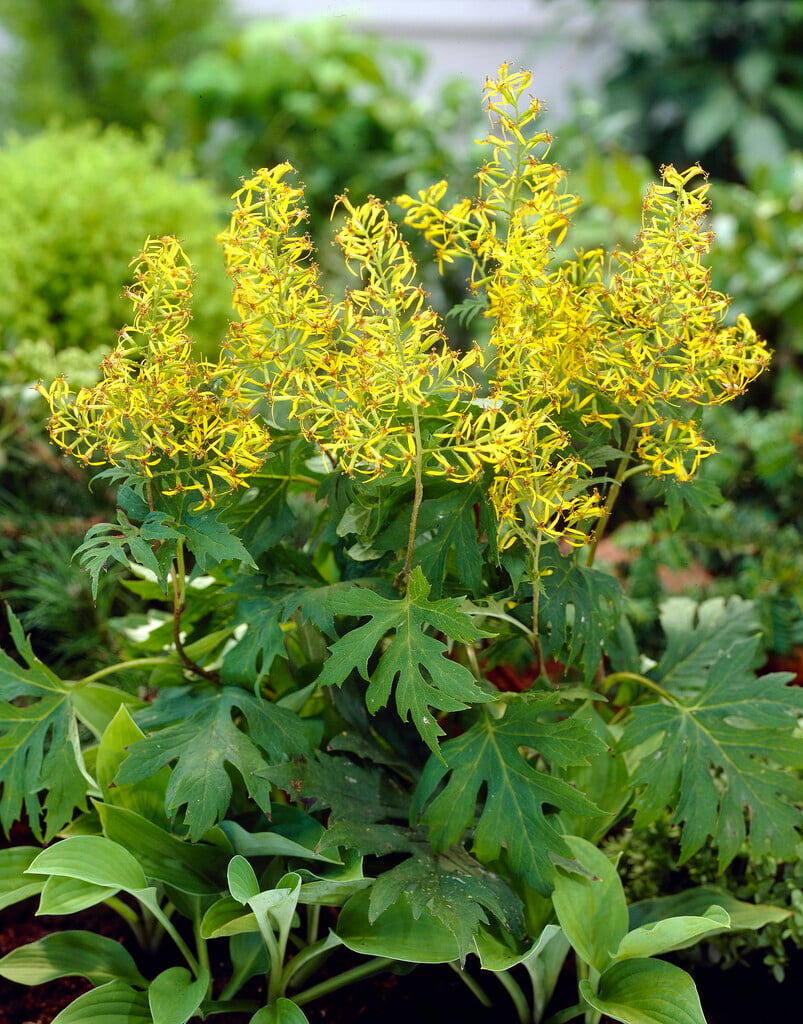 Chinese ragwort