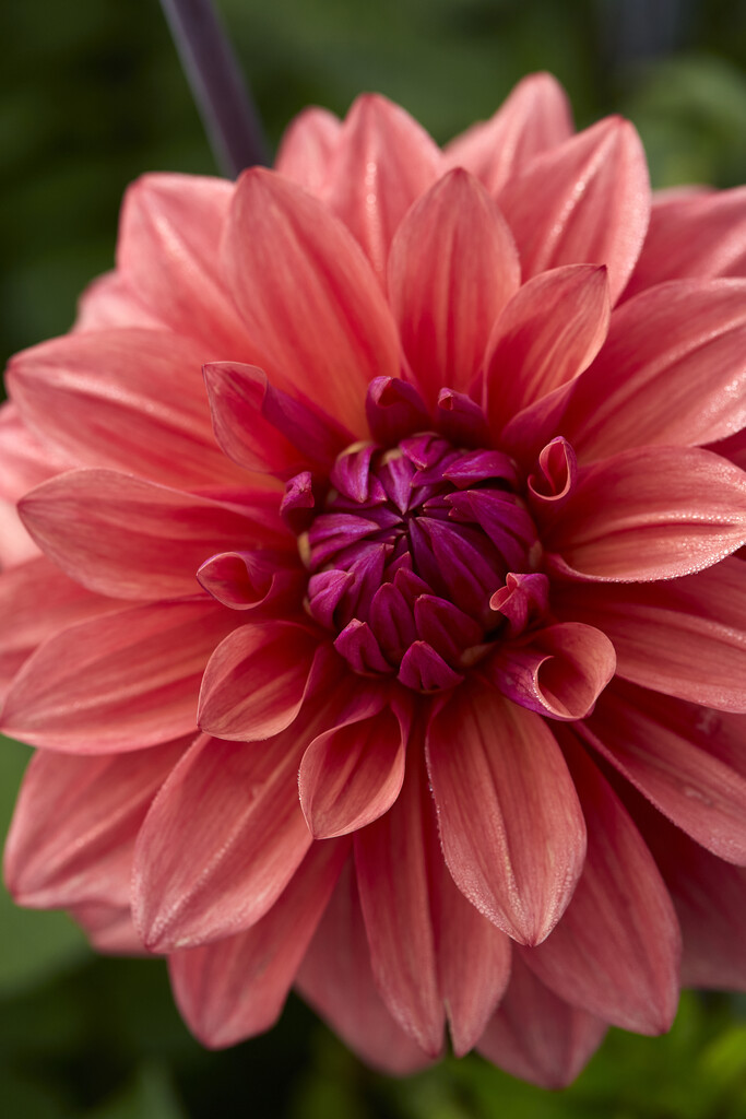 dahlia 'American Dawn'