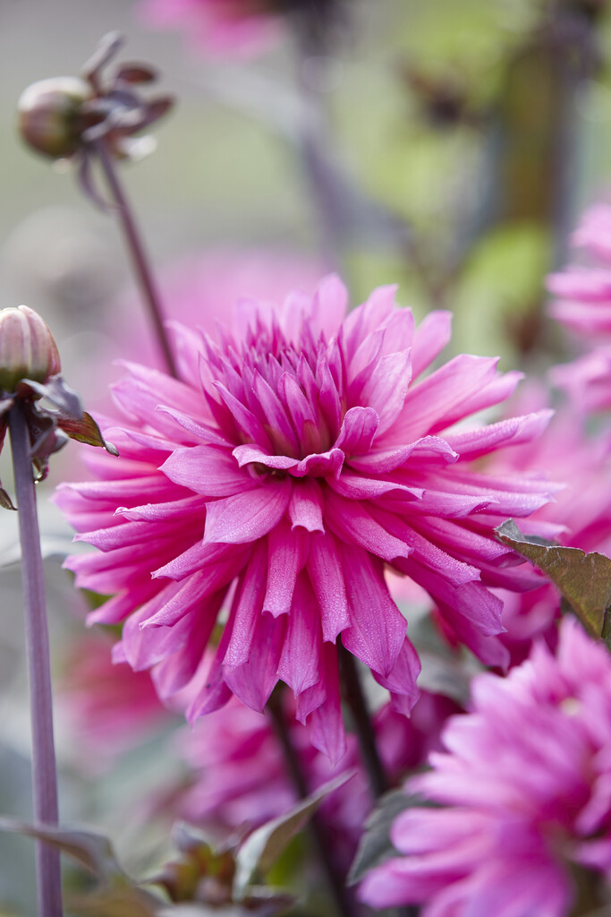 <i>Dahlia</i> 'Purple City' (S-c)