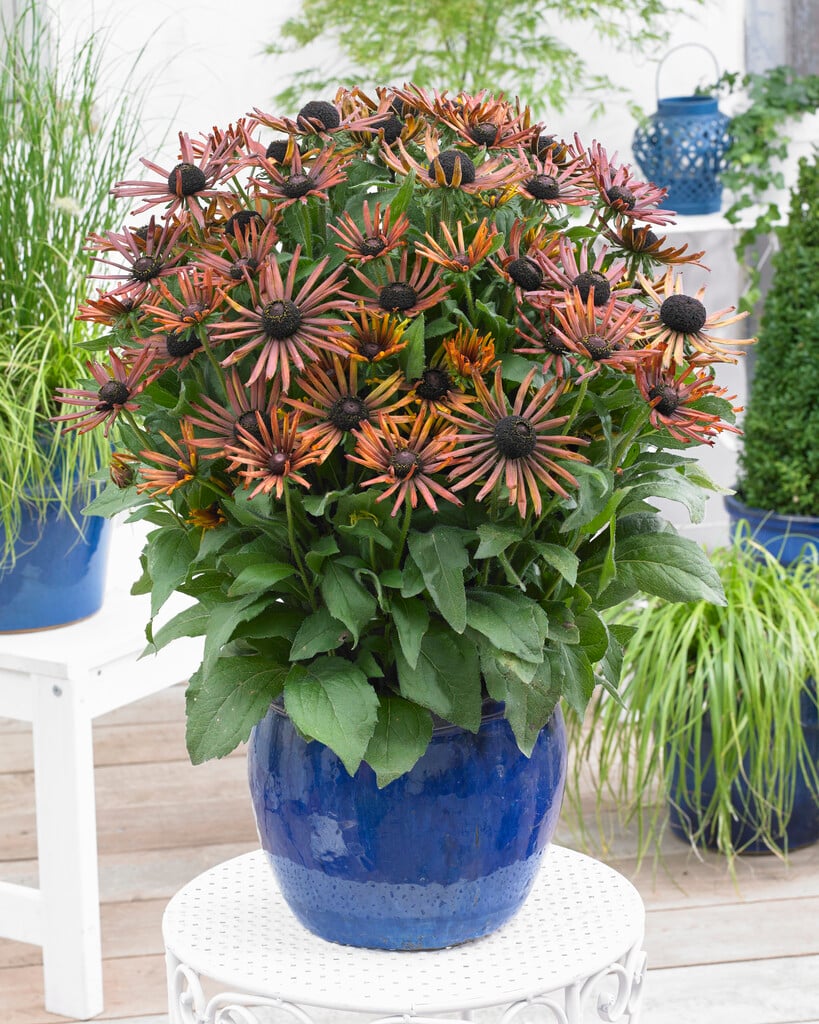 coneflower [Summerina Electra Shock]