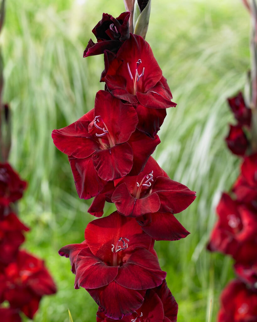 sword lily 'Zorro'