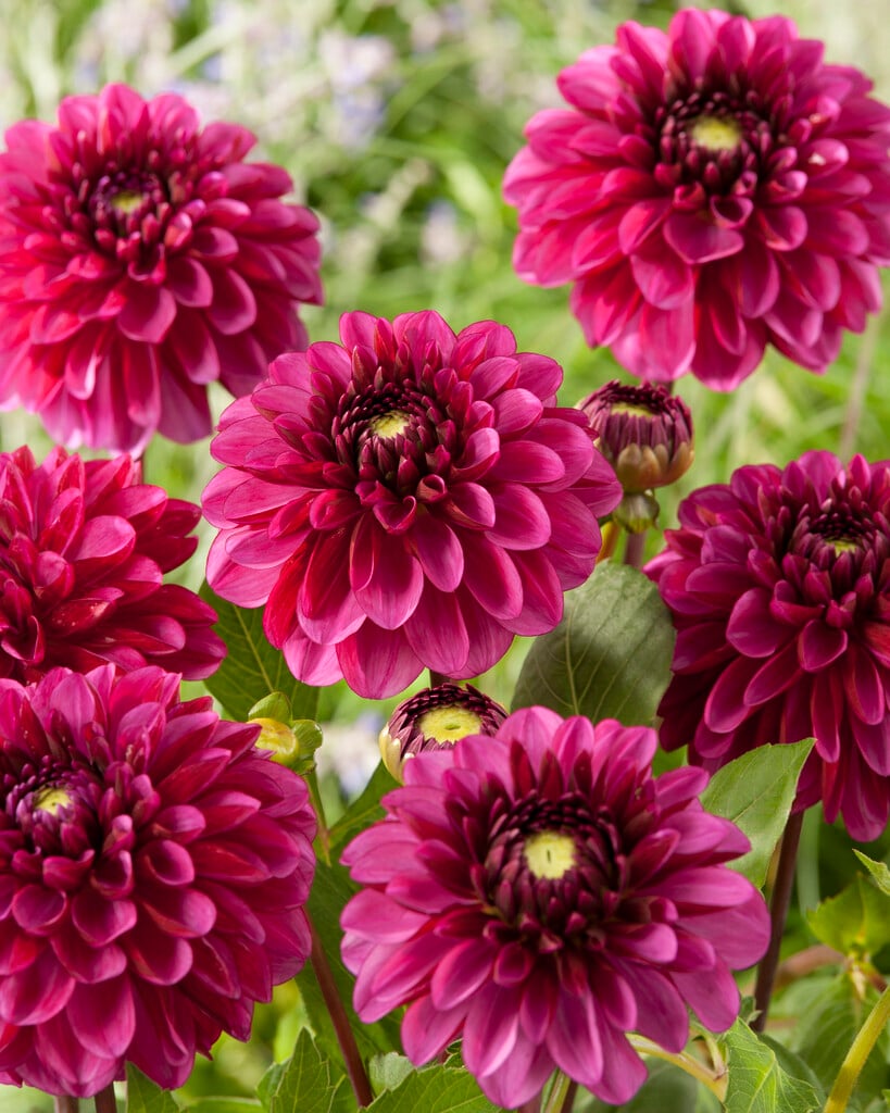 dahlia 'Lilac Bull'