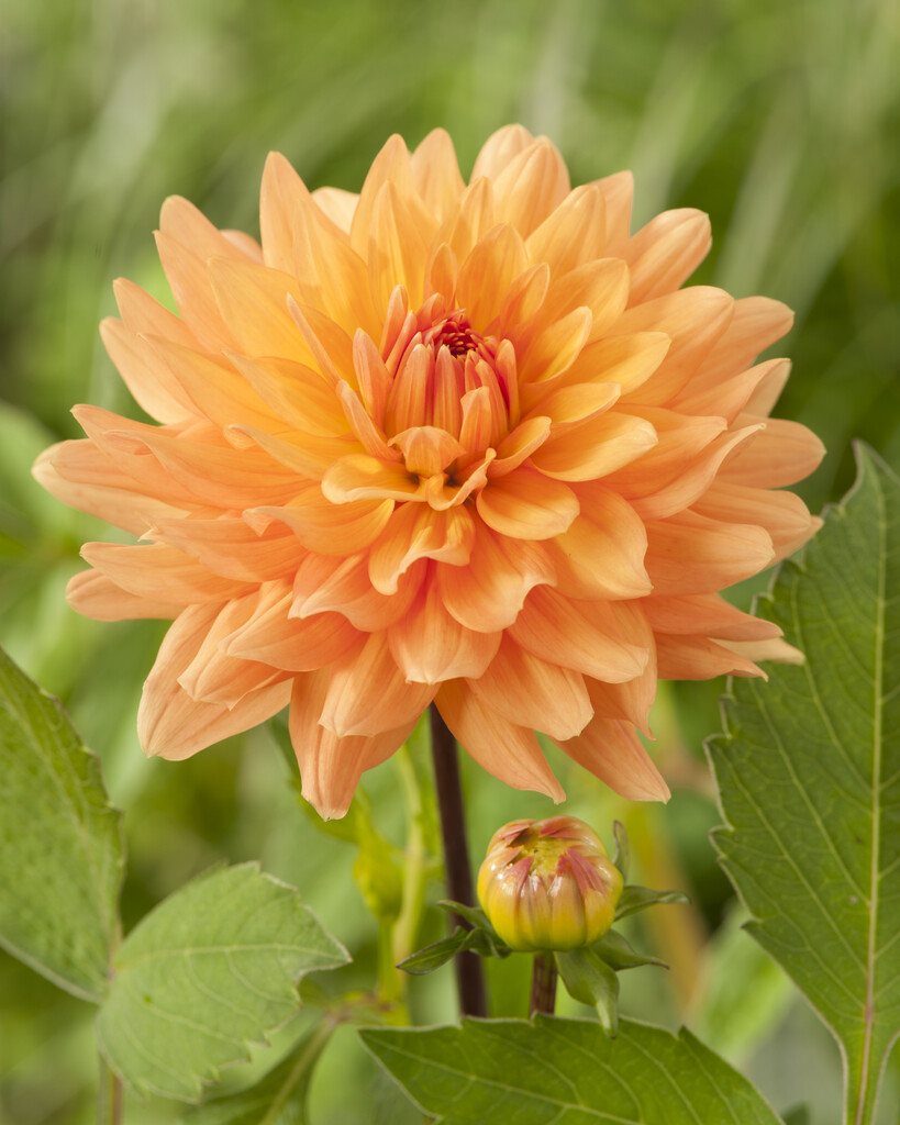 <i>Dahlia</i> 'Market Joy' (S-c)
