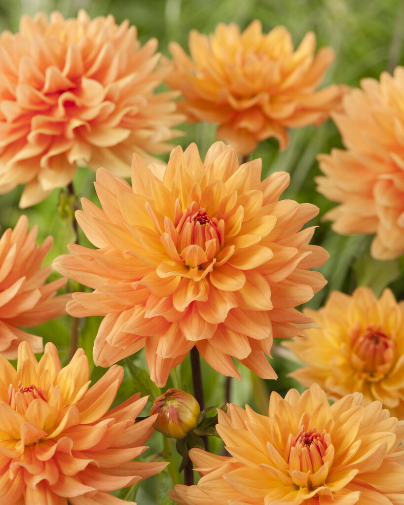 <i>Dahlia</i> 'Market Joy' (S-c)