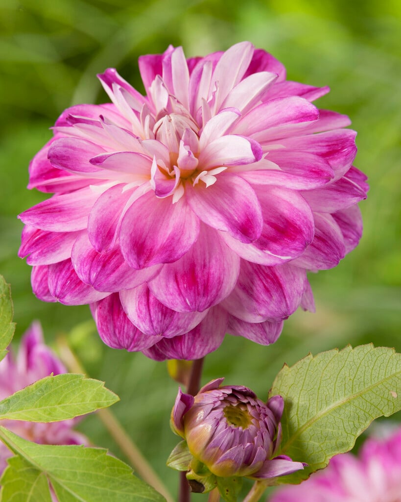 dahlia 'Optic Illusion'