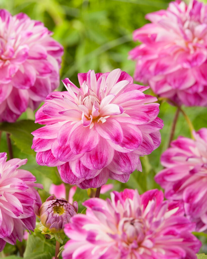 dahlia 'Optic Illusion'