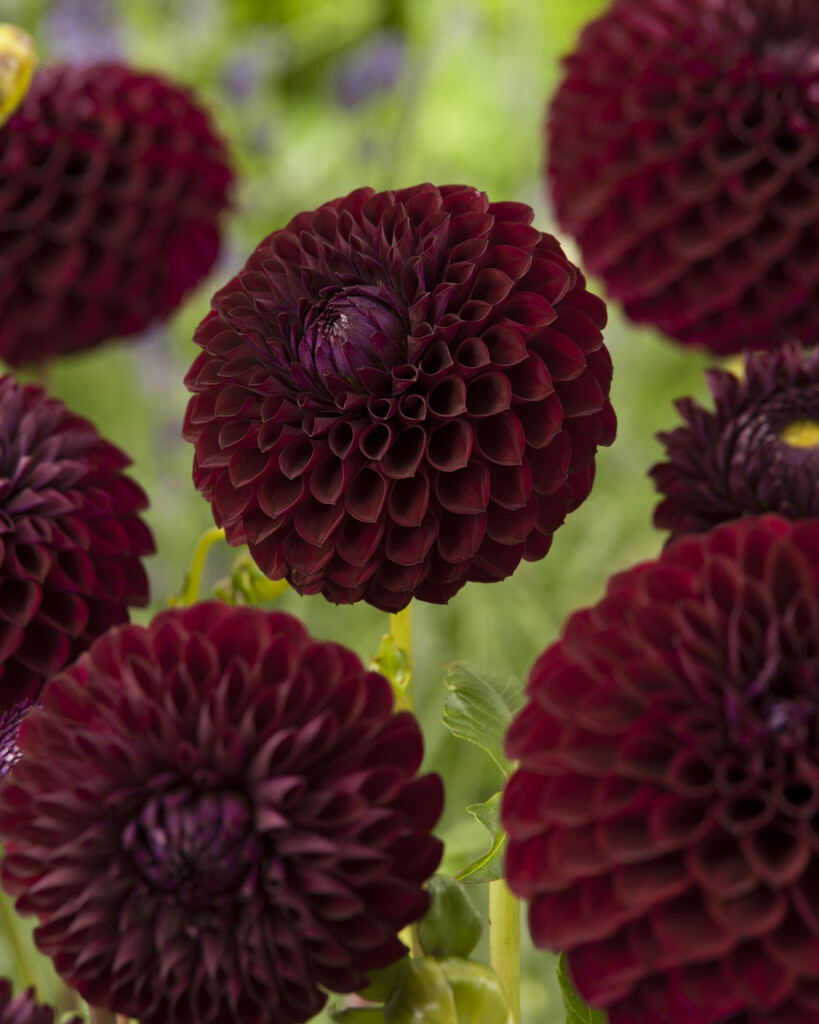 <i>Dahlia</i> 'Marston George' (Ba)