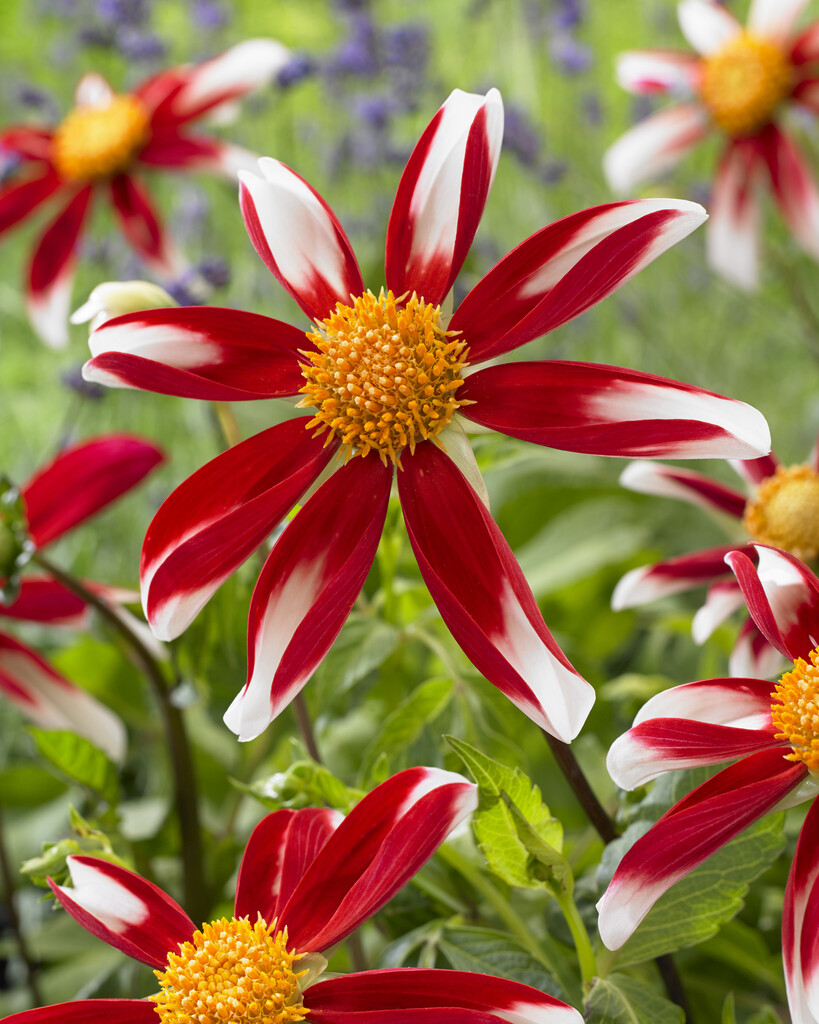 dahlia 'Windmill'