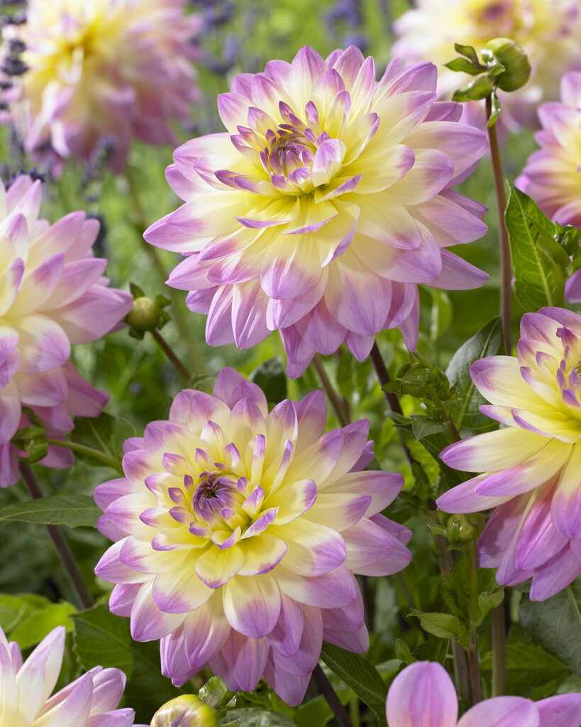dahlia 'Sagitta'