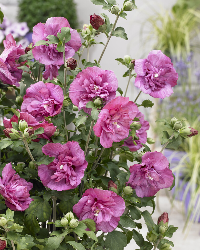 rose of Sharon [Magenta Chiffon]