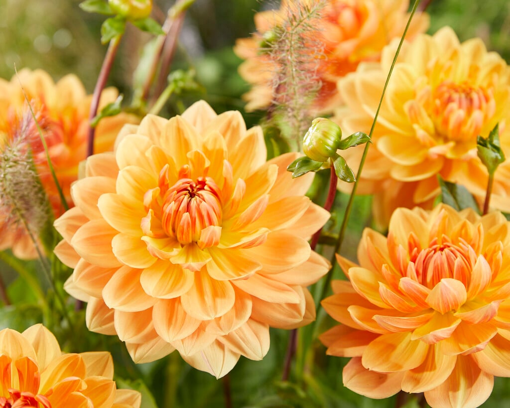 <i>Dahlia</i> 'Rancho' (WL)