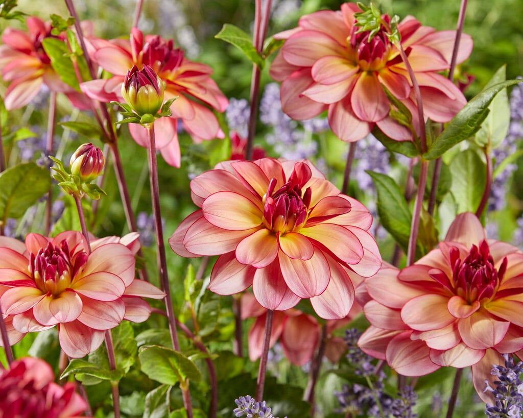 dahlia 'Rawhide'