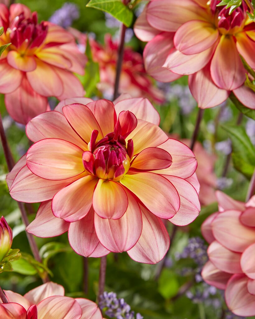 dahlia 'Rawhide'