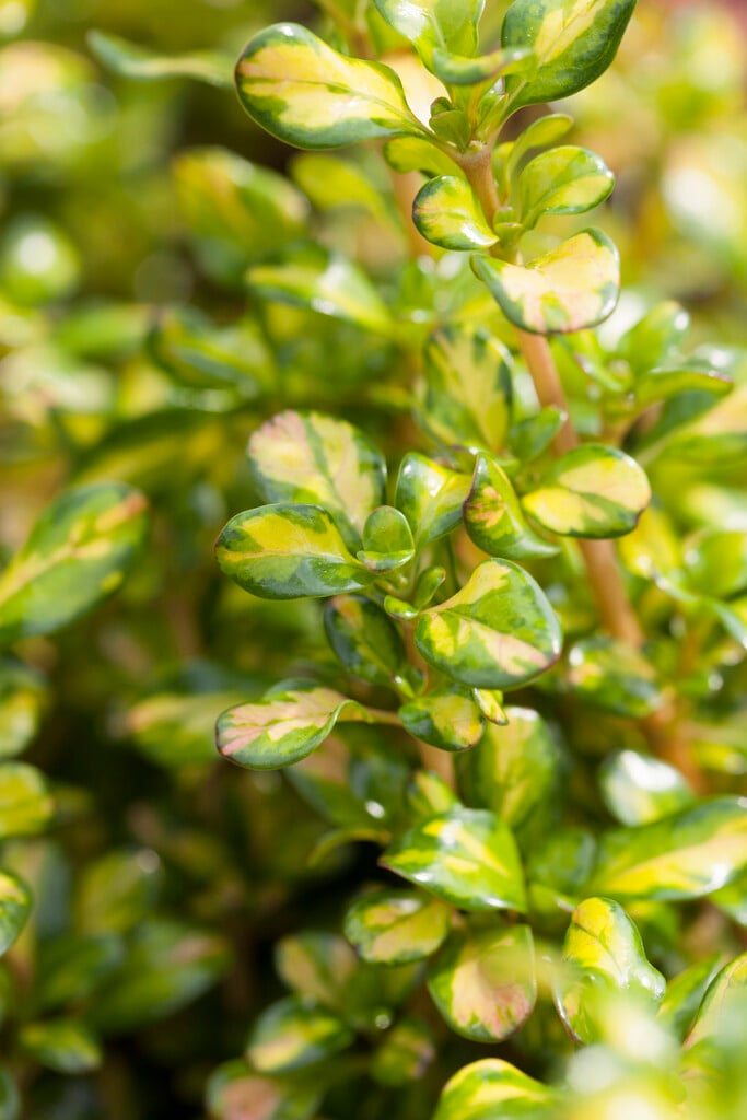 looking-glass plant 'Lemon and Lime'