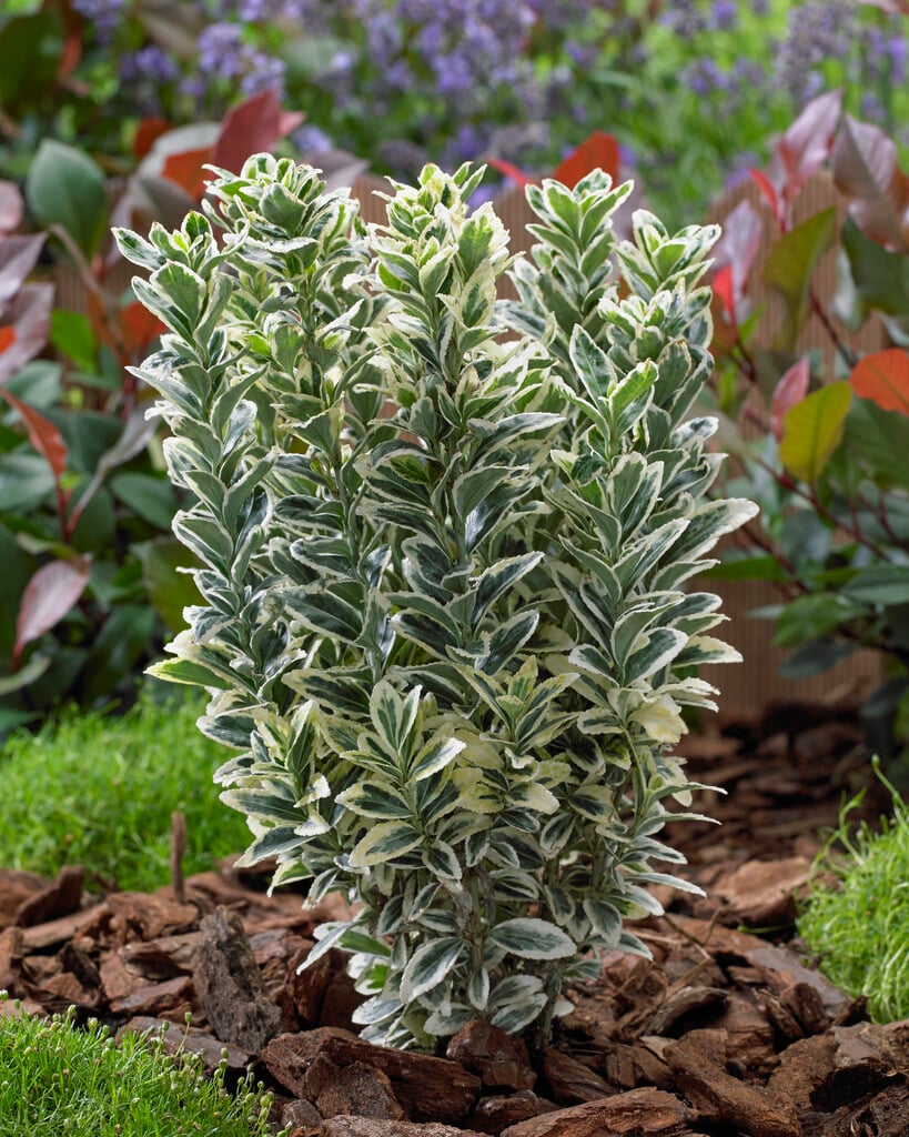 spindle 'White Spire'