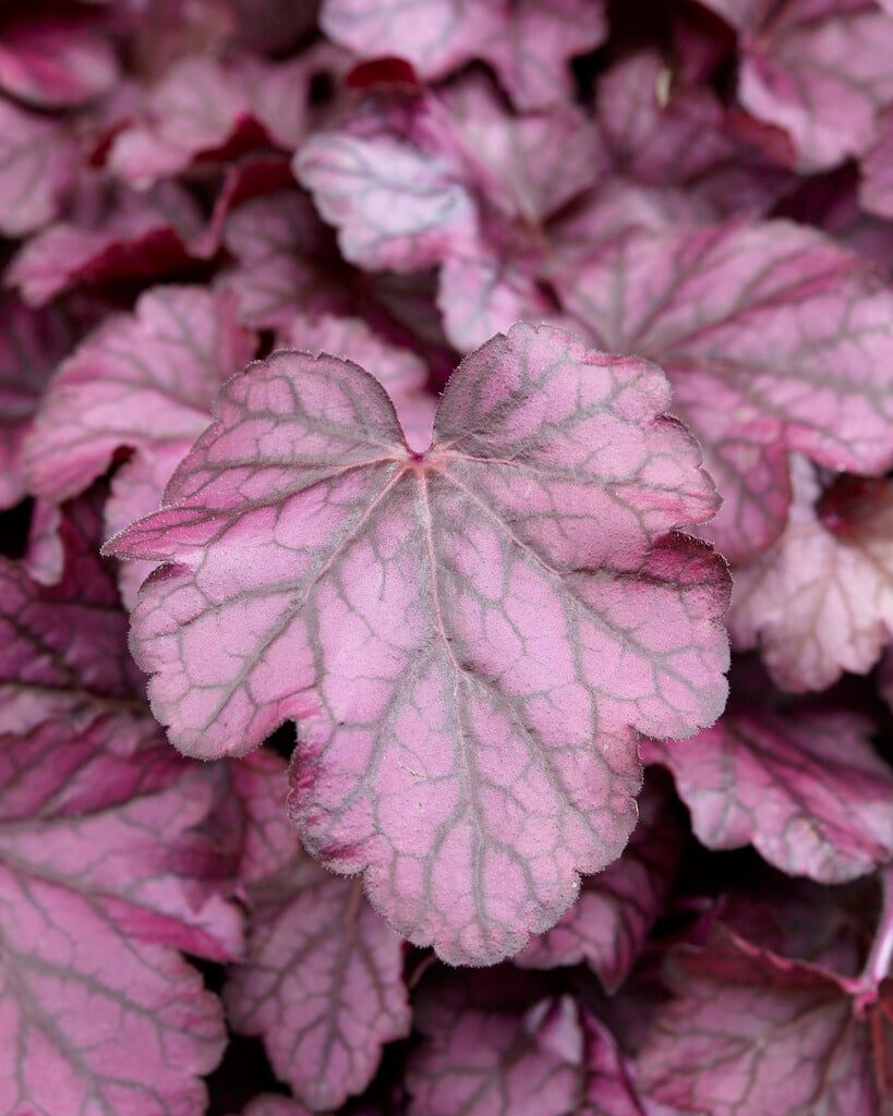 alum root 'Wild Rose'
