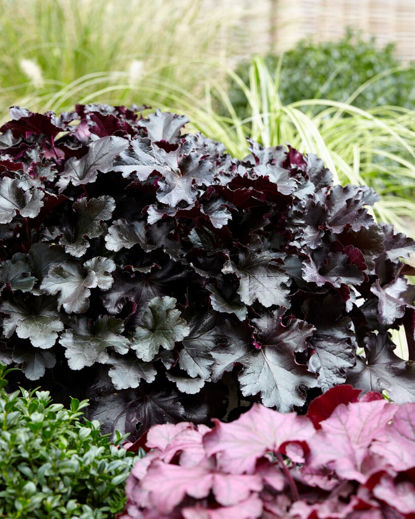 alum root 'Black Pearl'