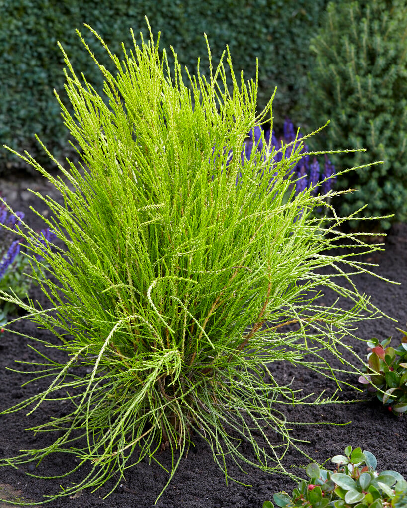 oriental thuja 'Franky Boy'