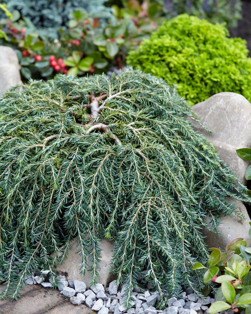 eastern hemlock 'Cole's Prostrate'