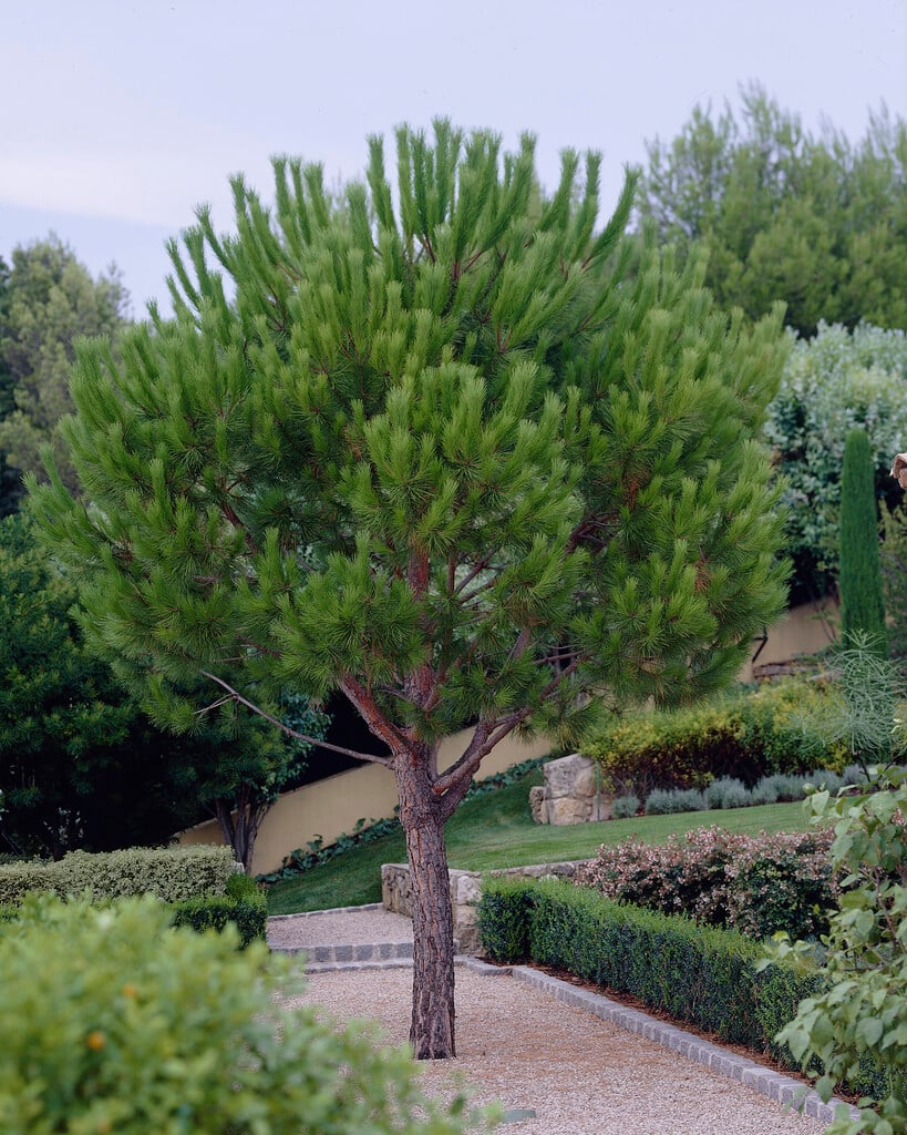 stone pine