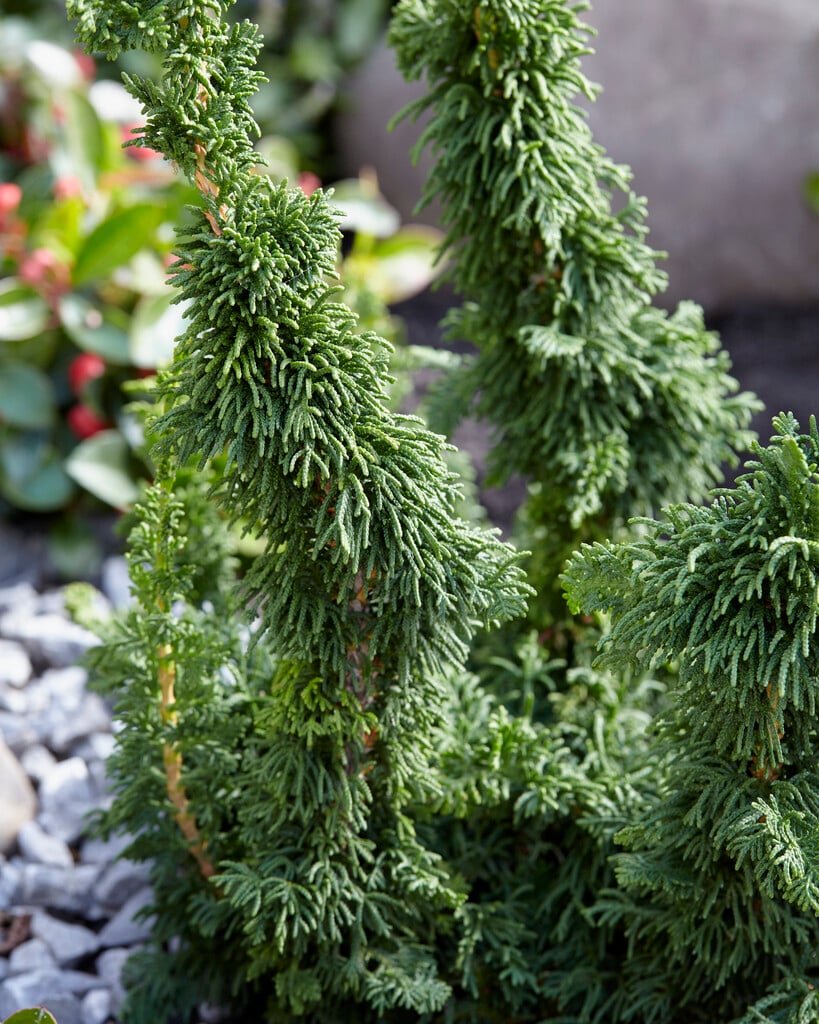 <i>Thuja</i> <i>occidentalis</i> 'Malonyana Holub'
