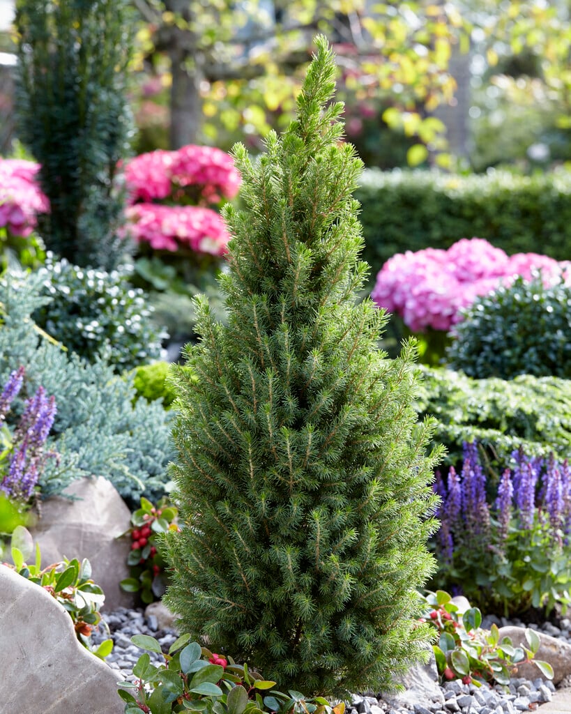 white spruce [Perfecta]