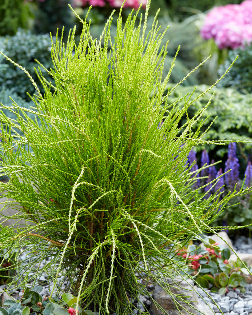 oriental thuja 'Franky Boy'
