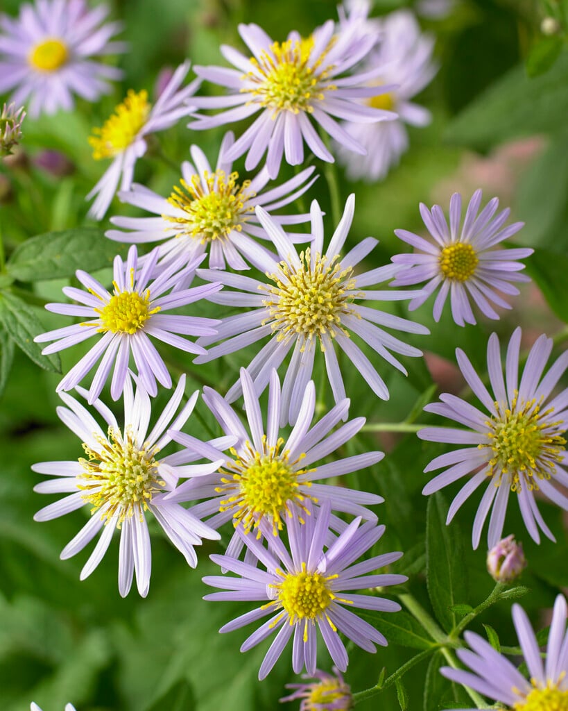 aster 'Asran'