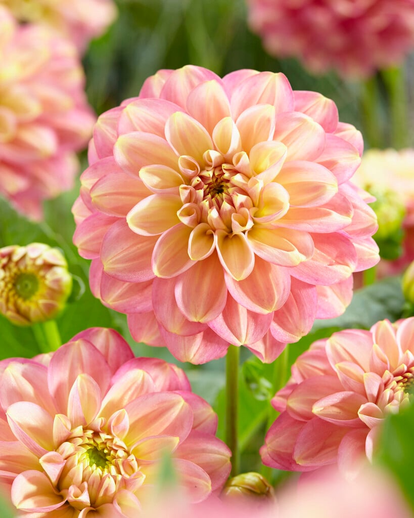 dahlia 'Milena F'