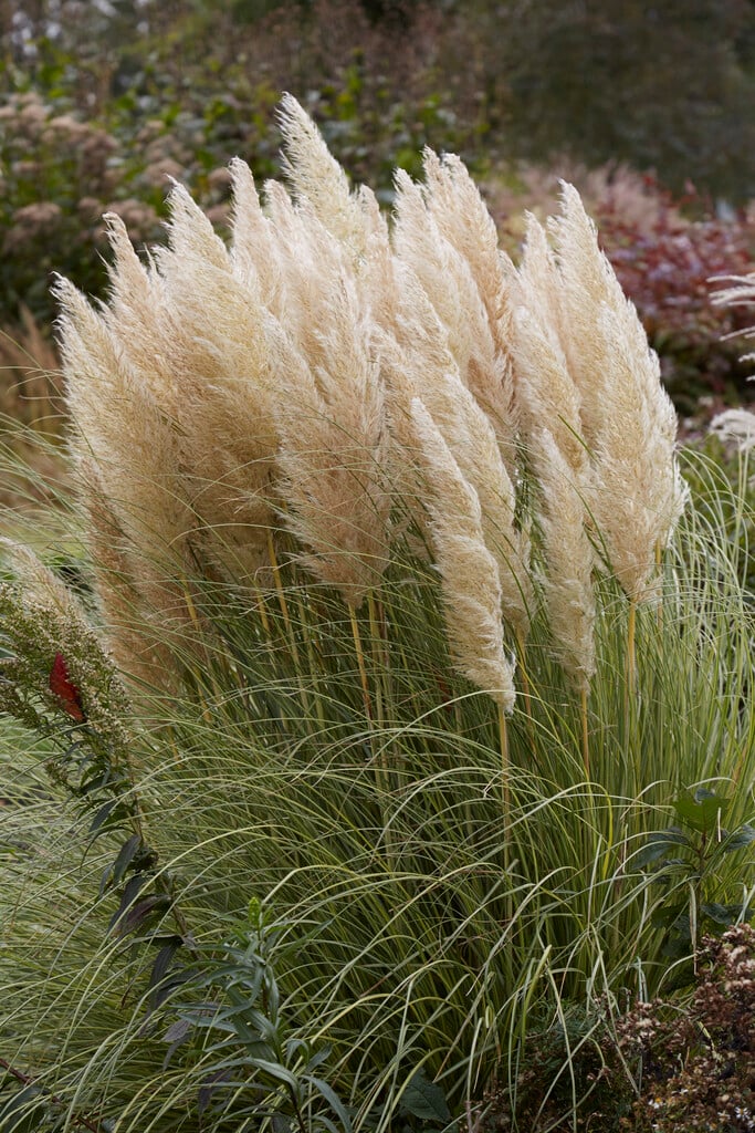 <i>Cortaderia</i> <i>selloana</i> 'Golden Goblin'
