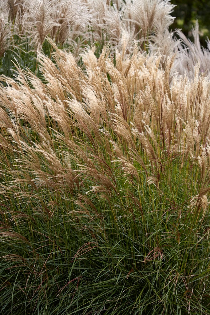 <em>Miscanthus</em> <em>sinensis</em> 'Ards Angel'<sup>PBR</sup>