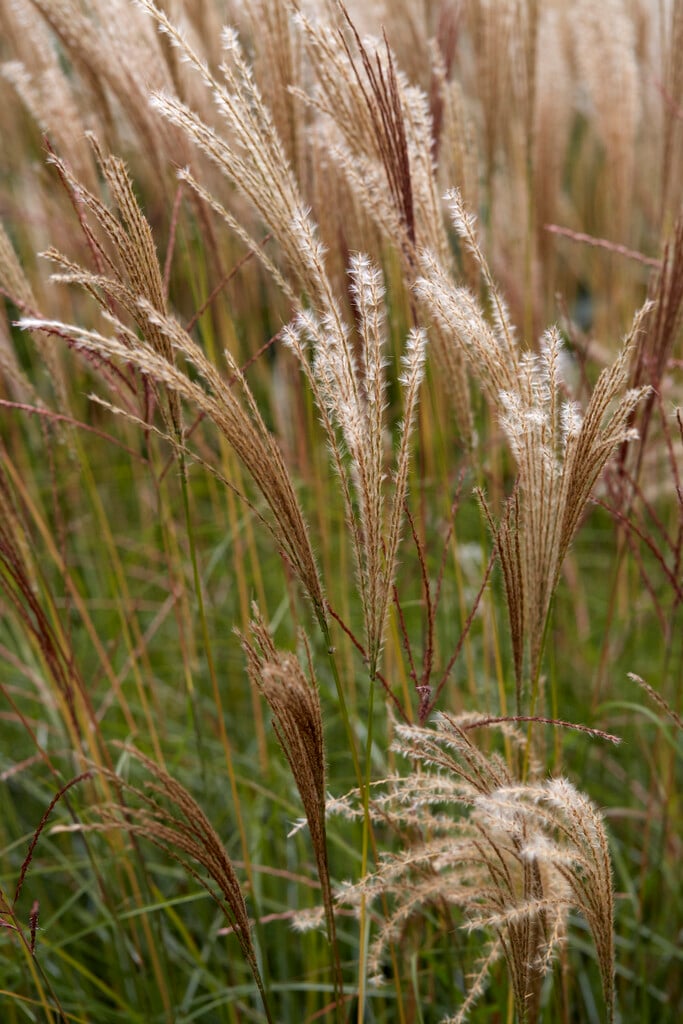 <em>Miscanthus</em> <em>sinensis</em> 'Ards Angel'<sup>PBR</sup>