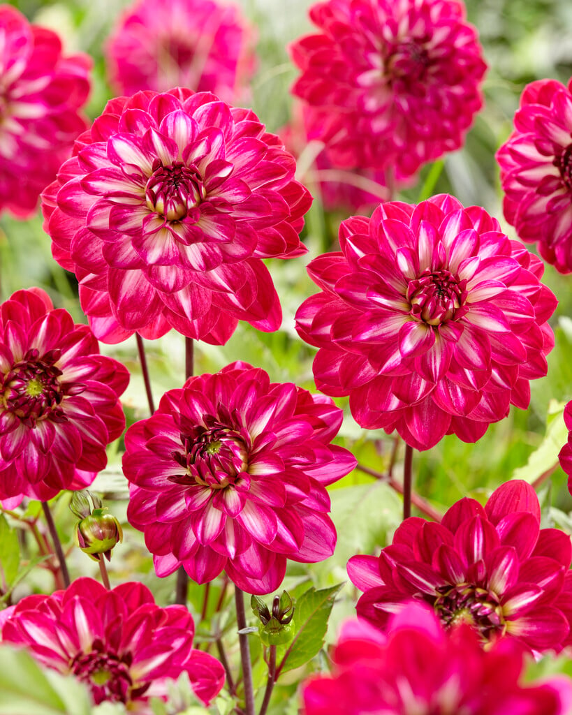 dahlia 'Smiling Don'