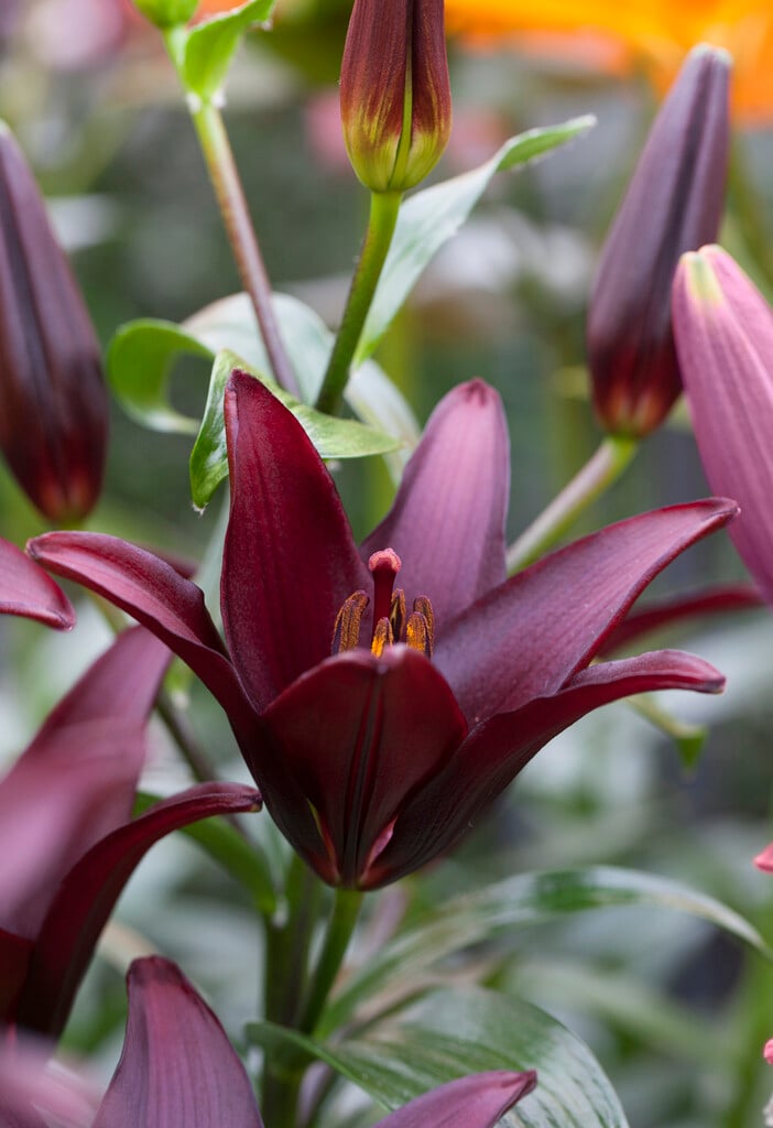lily 'Landini'
